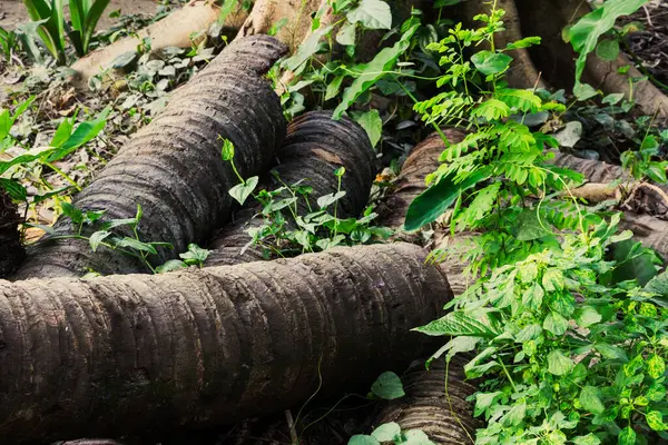 Çürüyen ağaç gövdeleri canlı yeşil yapraklar arasında dinleniyor. Doğanın yaşam ve çürüme döngüsünü gösteriyor. Ekoloji veya koruma temaları için harika.