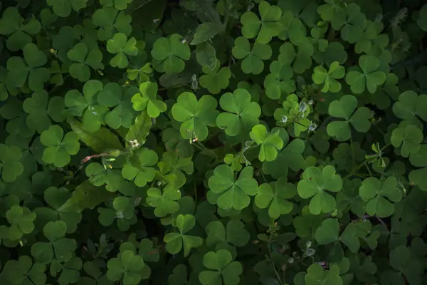 Doğal ortamdaki yemyeşil yoncaları gösteren güzel bir yakın plan. Bahar ve Aziz Patrick Günü temaları için mükemmel..