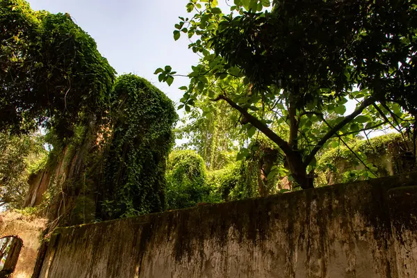 Yeşil sarmaşıklar, eski taş yapıları kucaklayarak doğa ve tarihi kalıntıların uyumlu bir harmanını oluştururlar. Büyüleyici bir bina manzarası..