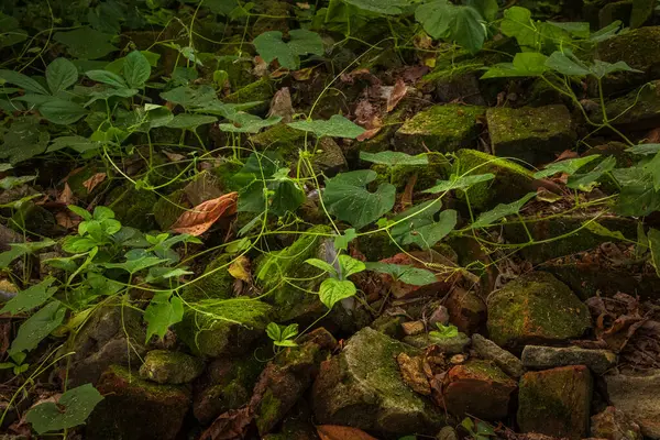 Bereketli bitkiler ve yosun süsleme taşları, sakin bir doğa sahnesi yaratıyor botanik dayanıklılık ve doğanın sanatsal güzelliğini gözler önüne seriyor..