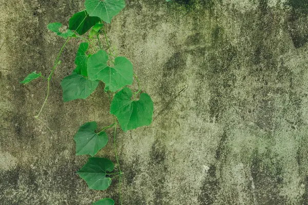 Dokulu bir duvar, çürüyen betonla gelişen bitki yaşamı arasındaki zıtlığı vurgulayan gelişen bir sarmaşığa ev sahipliği yapar. Özgeçmiş ya da doğadan esinlenilmiş tasarımlar için mükemmel..