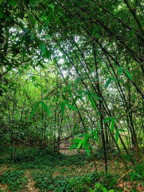 Huzurlu ve davetkar bir bambu bahçesi. Uzun, ince bambu sapları ve yemyeşil yapraklar. Huzurlu ve doğal bir ortam yaratıyor. Doğa, dinginlik, Asya manzaraları ve sürdürülebilir yaşam temaları için ideal.