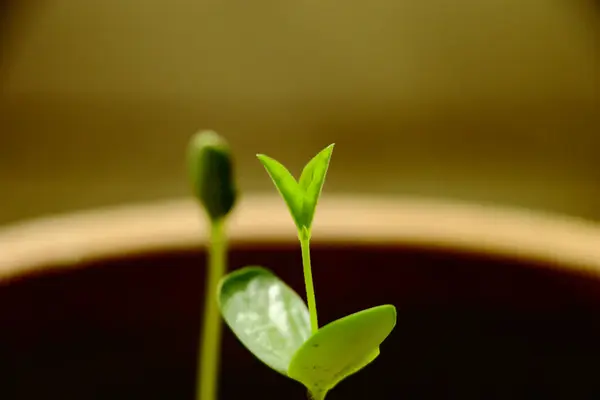 Genç Asya Güvercin Kanadı 'nın (Kelebek Bezelye olarak da bilinir) yakın çekimi, hassas yeşil yapraklar ve erken büyüme göstermektedir. Bahçe işleri, doğa ve botanik temalar için ideal..
