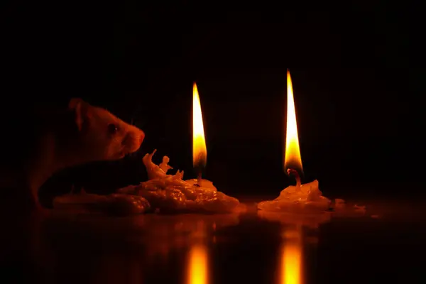 Küçük bir fare karanlık bir alanda yakalanır, silueti iki yanan mumla aydınlatılır. İlginç ve rahat bir sahne, merak, sıcaklık ve sessiz anlar için mükemmel bir tema..