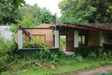 Terk Edilmiş Bir Evin Harabeleri Orman Bölgesi 'nde Yeşillik Bitkisi Tarlası