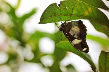 Vahşi doğada Parlak Yeşil Yaprağın Üzerinde Dinlenen Bir Kelebek