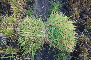 Bundle of Freshly Harvested Rice in a Rural Paddy Field clipart