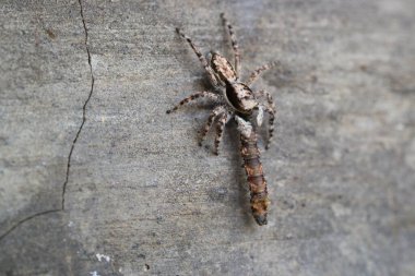 Jumping Spiders on Wall Surfaces Prey on Insect Larvae clipart