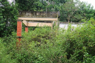 Terk Edilmiş Bir Evin Harabeleri Orman Bölgesi 'nde Yeşillik Bitkisi Tarlası