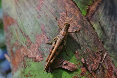 Doğa üzerindeki ahşap bir yüzeye tünemiş Çekirgenin Yakın Çekimi