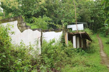 Terk Edilmiş Bir Evin Harabeleri Orman Bölgesi 'nde Yeşillik Bitkisi Tarlası