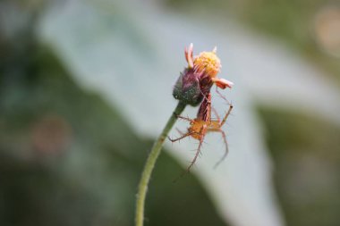 Doğada Çiçek köküne tünemiş Örümceğin Yakın Çekimi