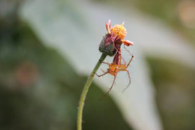 Doğada Çiçek köküne tünemiş Örümceğin Yakın Çekimi