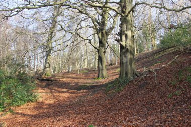 Büyüleyici Ağaçlar ve Sonbahar Yaprakları ile Ağaçlar Diyarı. Ormanın zemininde kıtır kıtır sonbahar yaprakları var. Sıcak ve davetkar bir atmosfer yaratıyor. Güneş ışığı dalların arasından süzülüyor ve ormanın doğal güzelliğini vurguluyor..