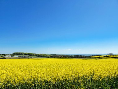Klasik İngiliz tarım arazileri, ılık bir bahar gününün canlı mavi gökyüzünün altında yakalanan sarı kolza tohumu çiçekleriyle dolup taşıyor..