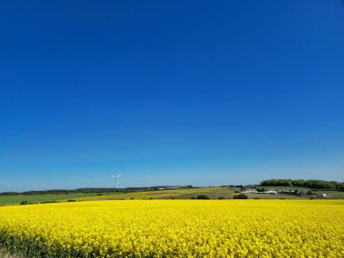 Parlak kolza tohumu tarlalarının geniş bir görüntüsü, İngiliz kırsalındaki açık mavi gökyüzünün altında..