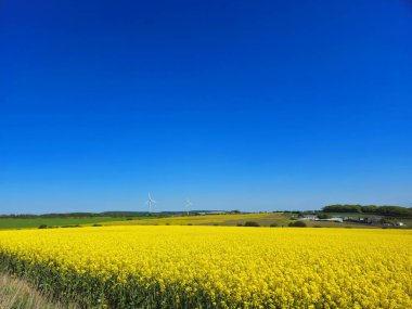 Kolza tohumunun çiçek açtığı mükemmel bir bahar manzarası. Bu resim, İngiltere kırsalının tipik altın tarım güzelliğini vurguluyor..