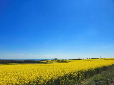 İngiliz topraklarında parlak sarı kolza tohumu tarlaları yayları canlı ve tarımsal verimliliği yakalıyor..