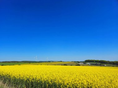 Mükemmel bir bahar gününde huzurlu ve parlak bir kır manzarası sunan kolza tohumu çiçekleri altın gibi bir genişliğe sahiptir..