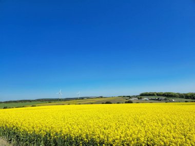 Geniş, çiçek açan bir kolza tohumu tarlası güneş ışığında parıldıyor. Ağaçlar ve mavi kayaklarla çevrili. Tam bir Britanya bahar manzarası..