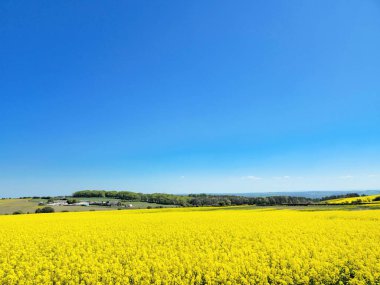 Kolza tohumunun altın tarlaları, İngiltere 'nin ilkbahar zirvesindeki tarım cazibesini gözler önüne seren derin mavi gökyüzü ile canlı bir tezat oluşturur..