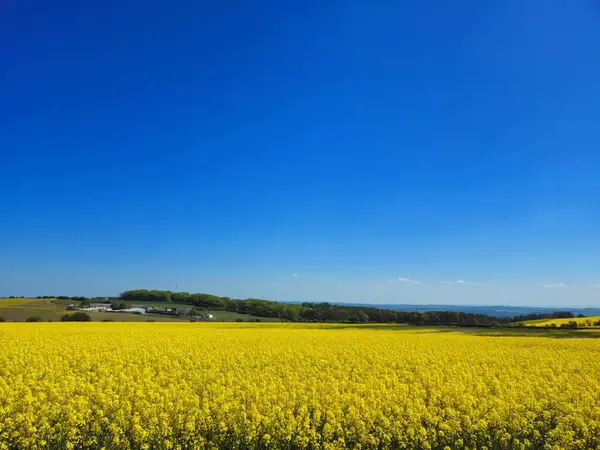 İngiltere 'nin kırsal kesimi altın kolza tohumu tarlalarıyla canlanır, güneş ışığıyla yıkanır ve uçsuz bucaksız mavi gökyüzünün altında batar..