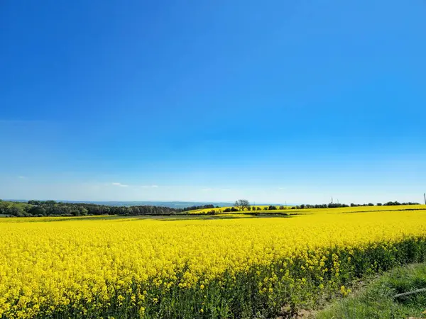 Canlı bir kolza tohumu tarlası kırsal İngiltere 'de ilkbaharın özünü yansıtan bulutsuz mavi bir gökyüzünün altında parlayarak kırsal kesime yayılıyor..