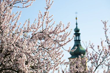 Çiçekli bir badem ağacının dalları yeşil kulesi ve mavi gökyüzü olan eski bir kulenin arka planında.