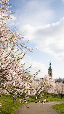 Güneşli bir bahar gününde, dallanan badem ağacı dikey yeşil kulesi olan eski bir kulenin arka planına yakın plan.