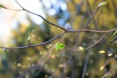 Güneşli bir bahar gününde yaprakları filizlenen ağaç dalı yakın plan.