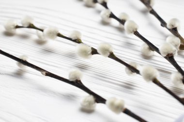 Willow branches lie on a white wooden background clipart