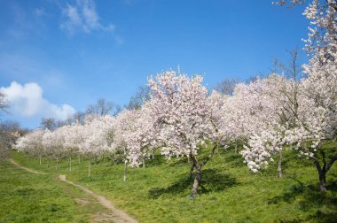 Güneşli bir bahar gününde, çiçek açan beyaz ağaçlardan oluşan bir bahçe.