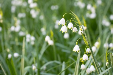 Parktaki baharda çiçek açan beyaz bir çayırlık.