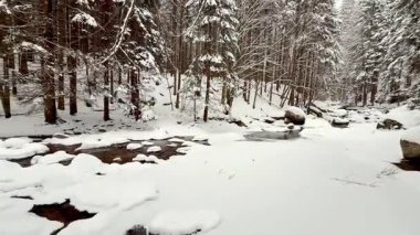 Kış ormanı nehri. Yüksek kalite 4k görüntü