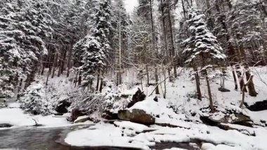 Şelalesi ve karlı ormanı olan donmuş dağ nehri. Doğanın sesi. Yüksek kalite 4k görüntü
