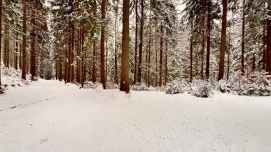 Karla kaplı ladin ormanı. Panoramik manzara. Yüksek kalite 4k görüntü