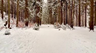 Çam ormanlarında karla kaplı sakin bir patika, kış aktiviteleri ve yansıma anları için mükemmel.
