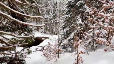 Huzurlu, sakin, karlı bir orman manzarası. Kış manzaralarının huzurlu özünü güzel bir şekilde yansıtıyor.