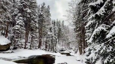 Kesinlikle nefes kesici bir karlı orman sahnesi. Kışın saf dinginliğini ve güzelliğini yakalıyor.
