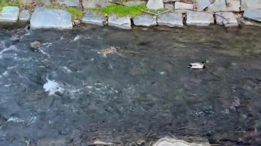 Ördekler zarif bir şekilde dingin bir nehirde yüzüyorlar, güzel bir şekilde canlı doğal güzellik ve berrak suyla çevrili.