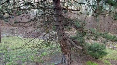 Çarpıcı bir ağaç eşsiz bükülmüş gövdesini sergiliyor ve dingin doğal bir ortamda dallarını açıyor.