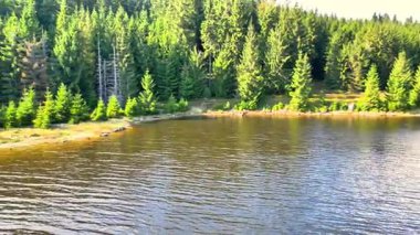 Huzurlu ve huzurlu bir nehir yemyeşil bir ormanın içinden akar ve doğanın gerçek güzelliğini yakalar.