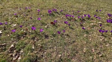 Güzel mor kır çiçekleri yemyeşil bir tarlada zarif bir şekilde serpilmiş, baharın gelişini sevinçle işaret ediyor.