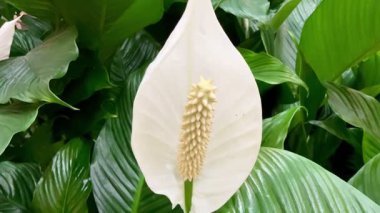 Göz kamaştırıcı bir barış çiçeği. Çiçek açmış, zarif beyaz spreyini ve parlak sarı spadix 'ini sergiliyor.