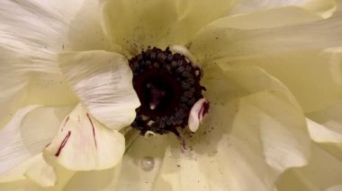 Bu yakın plan resim çarpıcı beyaz bir çiçek gösteriyor. Karmaşık dokularını ve ince detaylarını vurguluyor.