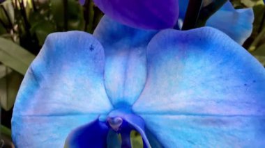 Çarpıcı mavi bir orkidenin büyüleyici bir görüntüsü. Canlı yapraklarını ve karmaşık ayrıntılarını vurguluyor.