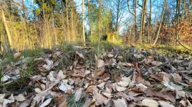 Sakin ve sakin bir orman manzarası güzel bir şekilde renkli bir sonbahar yaprakları örtüsüyle kaplıdır.