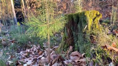 Huzurlu ve huzurlu bir orman, güzel bir şekilde sergileniyor. Sivri uçlu bir kütük, genç çam ağacının yanında büyüyor.