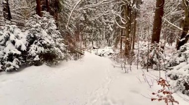 Sakin, huzurlu ve karlı bir patika sakin ve sakin bir kış ormanı boyunca zarafetle kıvrılıyor.