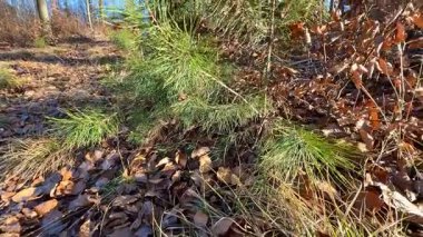 Canlı bir çam ağacı manzarası. Etrafı yapraklarla çevrili, doğal bir şekilde.